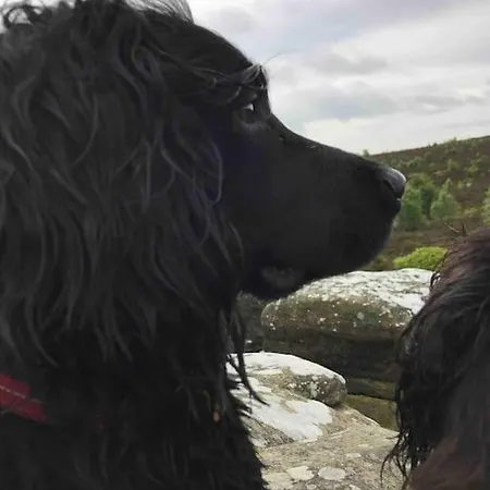 Springhill Studio, Brimham Rocks Yorkshire Dales Grantley